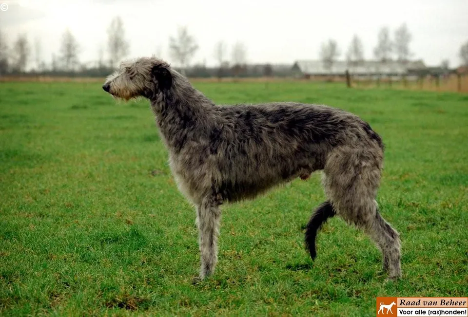 Deerhound