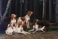 Bracco italiano