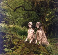 Engelse setter