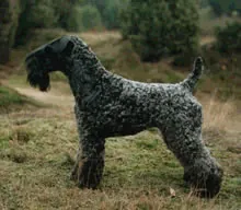Ierse kerry blue terrier