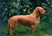 Basset fauvede bretagne