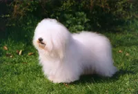 Cotonde tulear