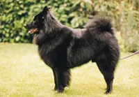 Keeshond groot