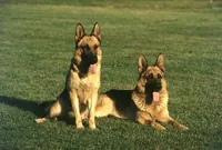 Duitse herder