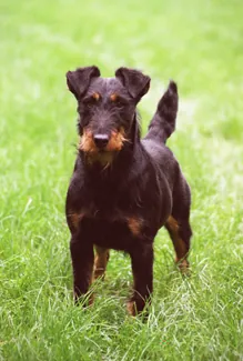 Duitsejachtterrier