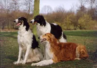 Barzoi