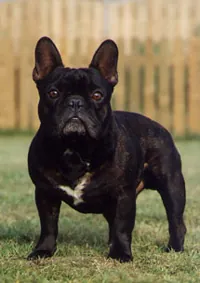 Franse bulldog