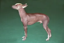 Peruaanse naakthond