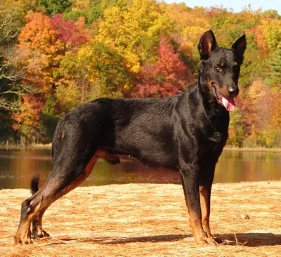 Beauceron