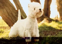 West highland white terrier