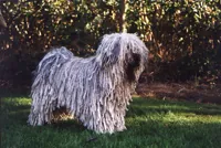 Puli