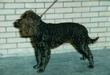 Amerikaanse water spaniel