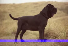 Mastino napoletano