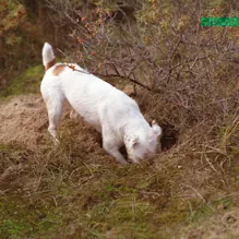Parson russel terrier