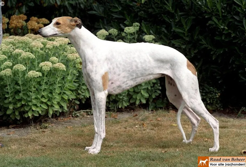 Greyhound