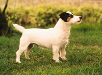 Jack russell terrier