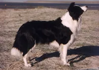 Bordercollie