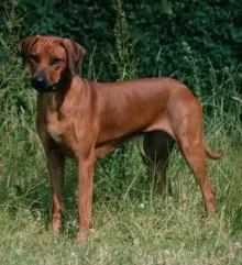 Rhodesian Ridgeback