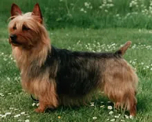 Australische terrier