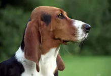 Bassetartesiennormand