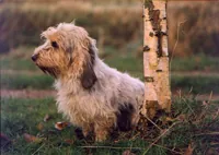 Petit basset griffon vendeen