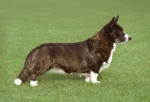 Welsh corgi cardigan