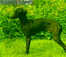 Italiaanse windhond