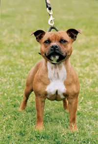Staffordshire bull terrier