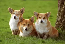 Welsh corgi pembroke