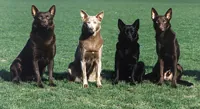 Australian kelpie