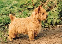 Norwich terrier