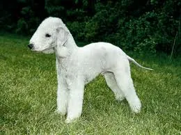 Bedlington terrier