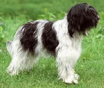 Schapendoes