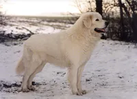 Tatrahond