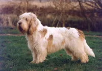 Grand basset griffon vendeen