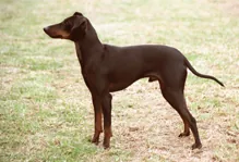 Manchester terrier
