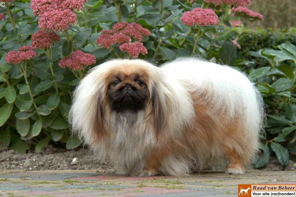Pekingees