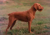 Vizsla draadhaar