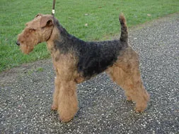Welshterrier