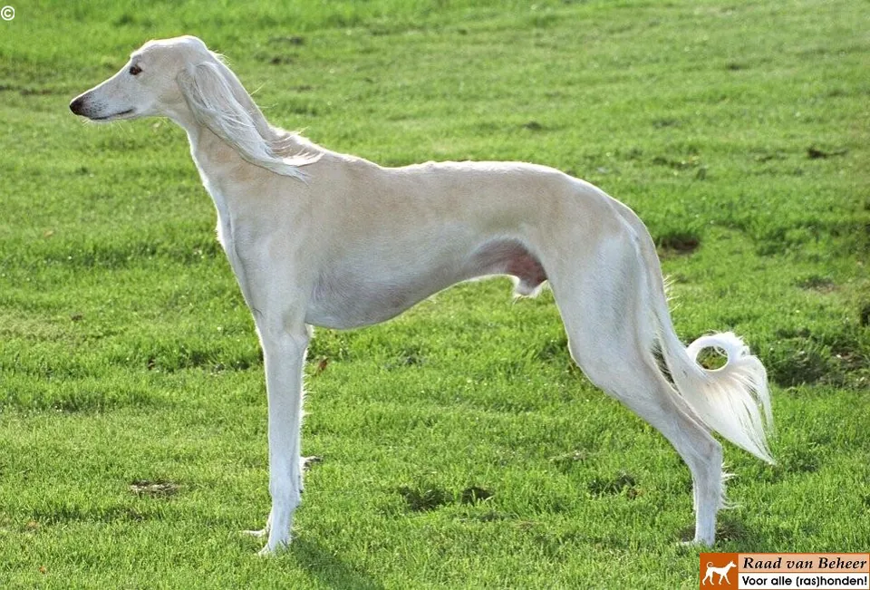 Saluki
