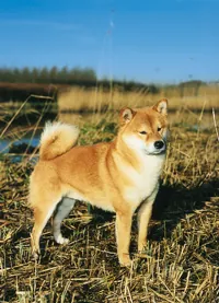 Shiba