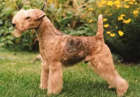 Lakeland terrier
