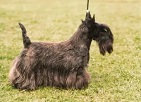 Schotse terrier