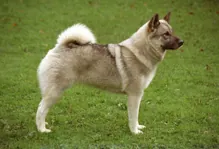 Noorse elandhond