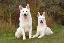 White swiss shepherd dog