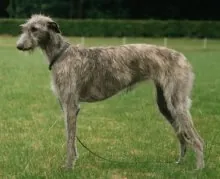 Galgo espagnol