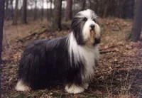Beardedcollie