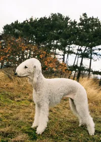 Bedlingtonterrier