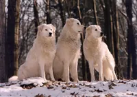 Berghondvande maremmenen abruzzen