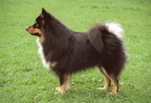 Finse lappenhond